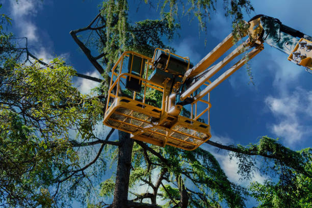 Trusted Mililani Mauka, HI Tree Services Experts